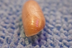 Acteocina culcitella