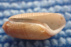 Acteocina culcitella