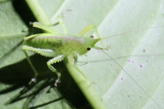 Copiphora rhinoceros