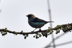 Tangara labradorides