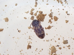 Mycetophagus hillerianus