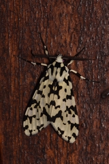 Eucereon tigrata