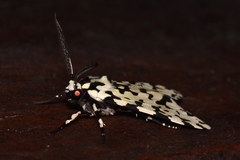 Eucereon tigrata