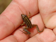 Leptodactylus gracilis