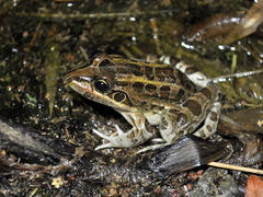 Leptodactylus luctator