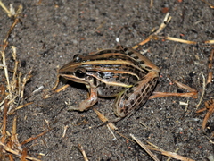 Leptodactylus gracilis
