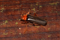 Cantharinae