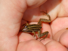 Leptodactylus gracilis