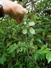 Rubus australis