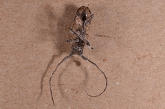 Pteropliini