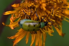 Diabrotica decempunctata