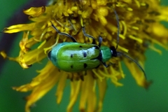 Diabrotica decempunctata