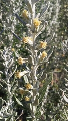Olearia axillaris
