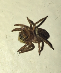 Hasarius adansoni