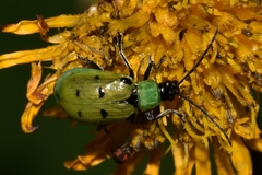 Diabrotica decempunctata