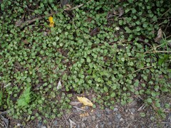 Rubus australis