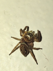 Hasarius adansoni