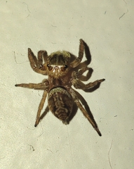Hasarius adansoni