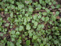 Rubus australis