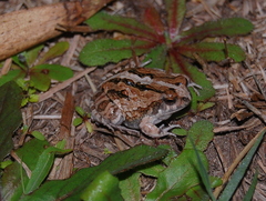 Physalaemus biligonigerus