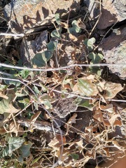 Aristolochia wrightii