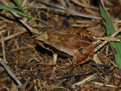 Physalaemus gracilis