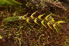 Trichosalpinx dirhamphis