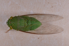 Dundubia