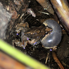 Physalaemus gracilis