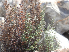 Argyrochosma microphylla