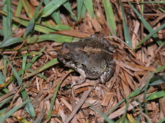 Physalaemus biligonigerus