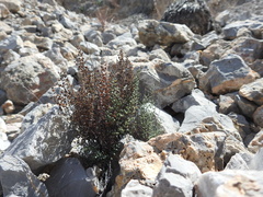 Argyrochosma microphylla