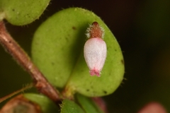 Sphyrospermum