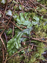 Conocephalum conicum