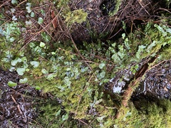 Conocephalum conicum