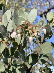 Arctostaphylos glauca