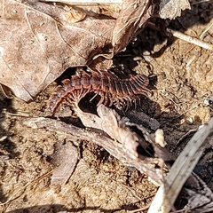 Pseudopolydesmus canadensis