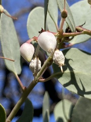 Arctostaphylos glauca