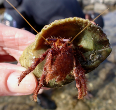 Dardanus crassimanus