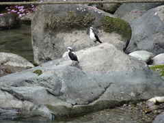 Cinclus leucocephalus