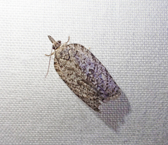 Isotenes miserana