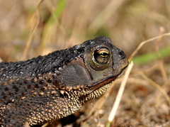 Rhinella dorbignyi