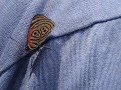 Diaethria clymena