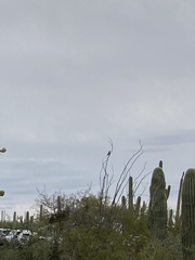 Toxostoma curvirostre