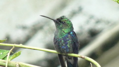 Thalurania