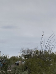 Toxostoma curvirostre