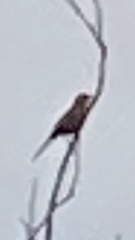 Toxostoma curvirostre