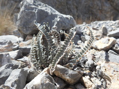 Astrolepis integerrima