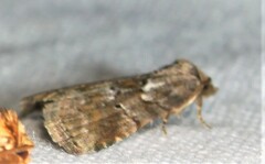 Chytonix palliatricula
