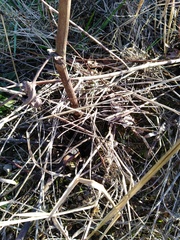 Silphium terebinthinaceum